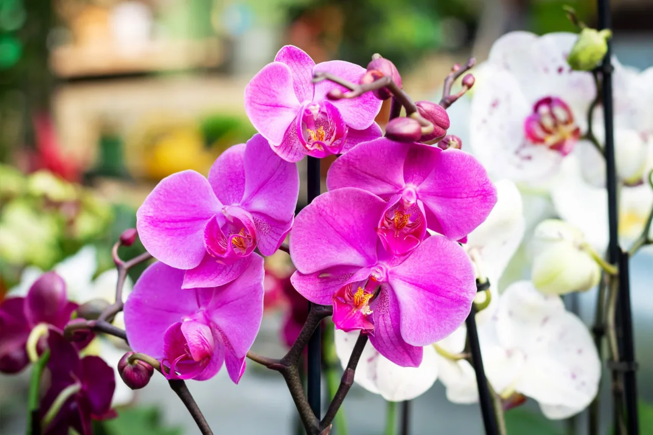 Il segreto giapponese per avere orchidee splendide: il metodo che sta conquistando tutti Il segreto giapponese per avere orchidee splendide: il metodo che sta conquistando tutti
