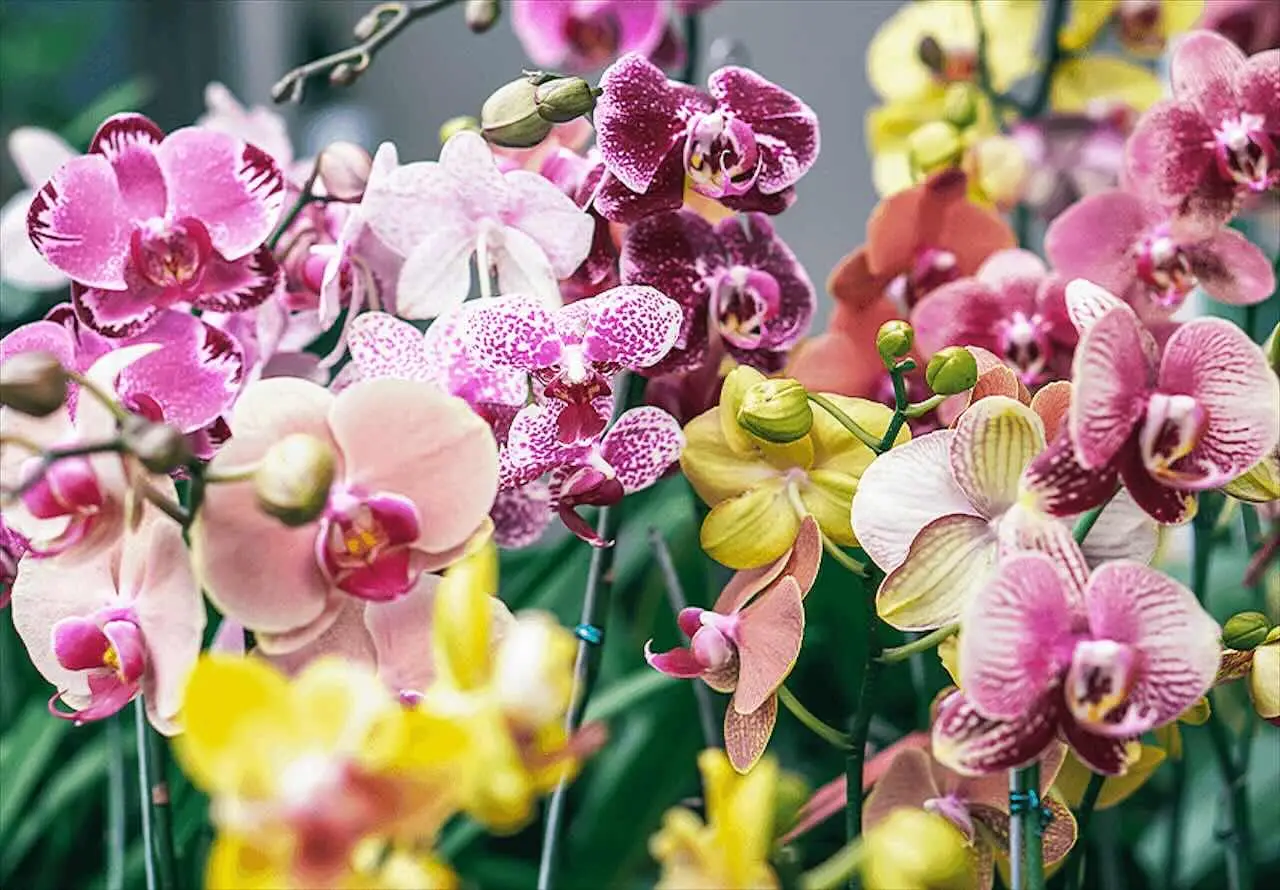 Il segreto giapponese per avere orchidee splendide: il metodo che sta conquistando tutti Il segreto giapponese per avere orchidee splendide: il metodo che sta conquistando tutti