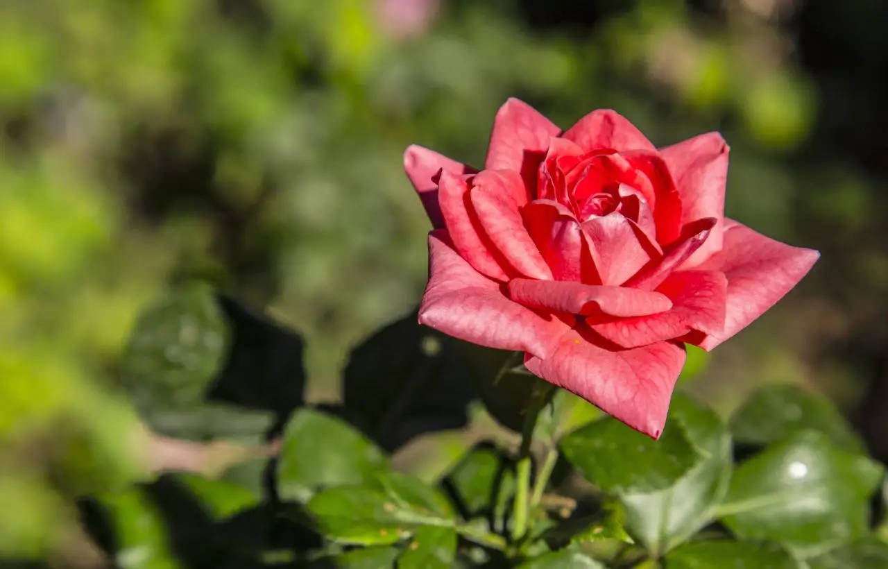 Attenzione ai pidocchi delle rose: come eliminarli naturalmente Attenzione ai pidocchi delle rose: come eliminarli naturalmente