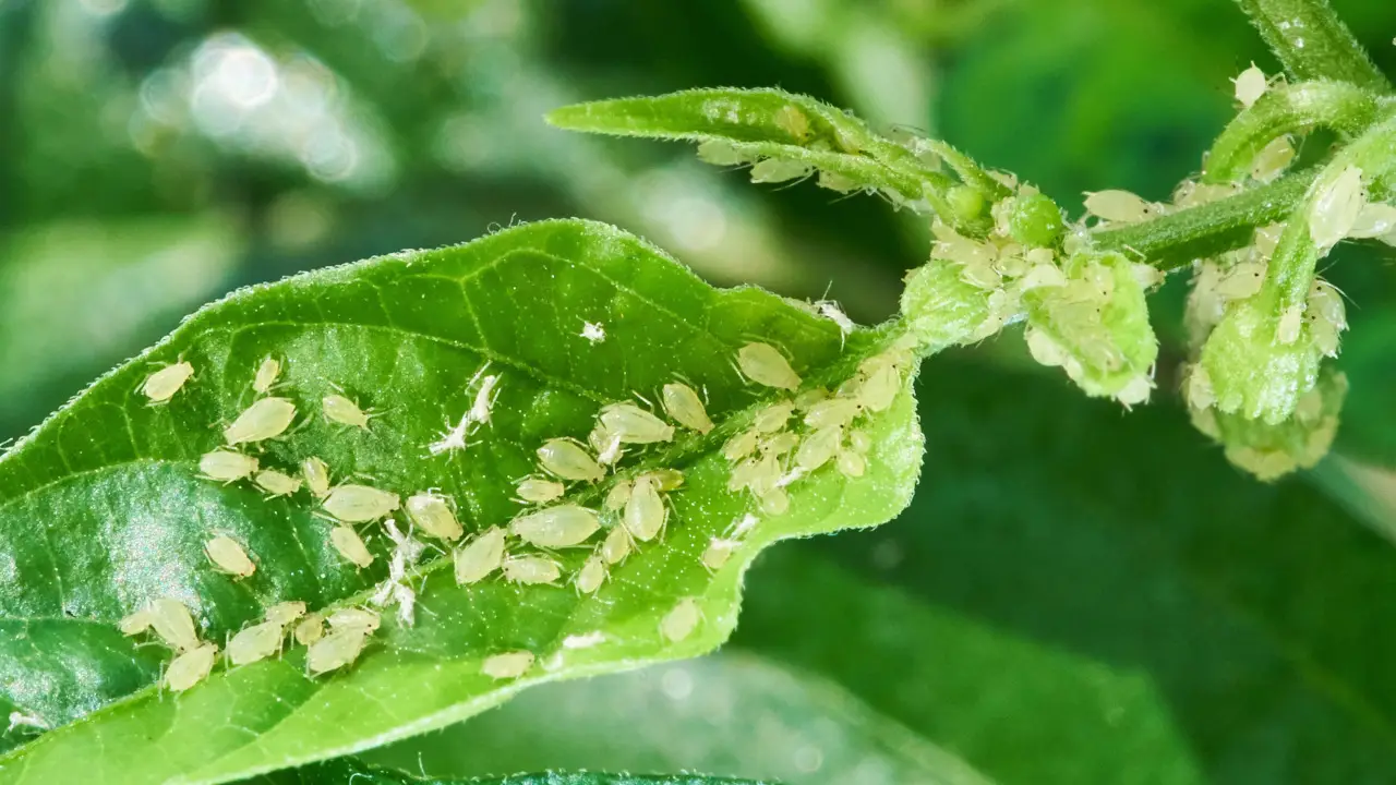 Il rimedio definitivo contro i pidocchi verdi delle piante: funziona anche sui balconi Il rimedio definitivo contro i pidocchi verdi delle piante: funziona anche sui balconi