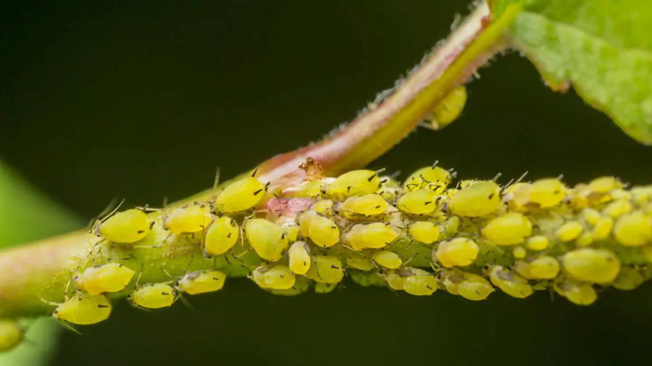 Il rimedio definitivo contro i pidocchi verdi delle piante: funziona anche sui balconi Il rimedio definitivo contro i pidocchi verdi delle piante: funziona anche sui balconi