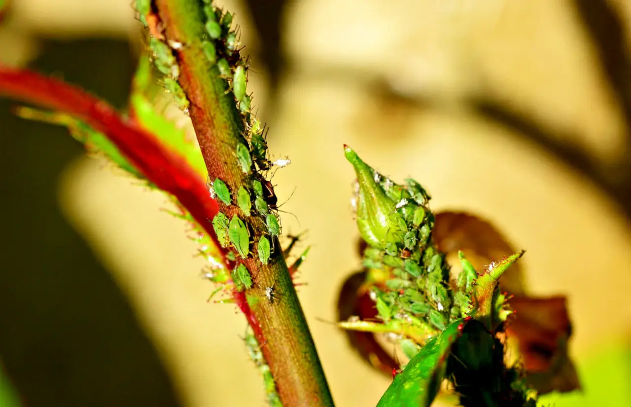 Il rimedio definitivo contro i pidocchi verdi delle piante: funziona anche sui balconi Il rimedio definitivo contro i pidocchi verdi delle piante: funziona anche sui balconi