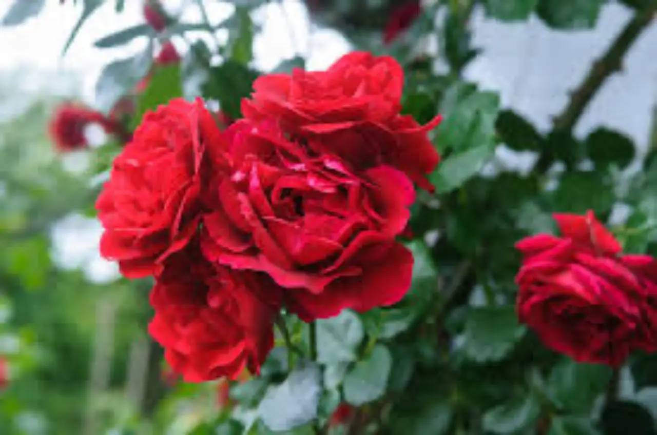 Attenzione ai pidocchi delle rose: come eliminarli naturalmente Attenzione ai pidocchi delle rose: come eliminarli naturalmente