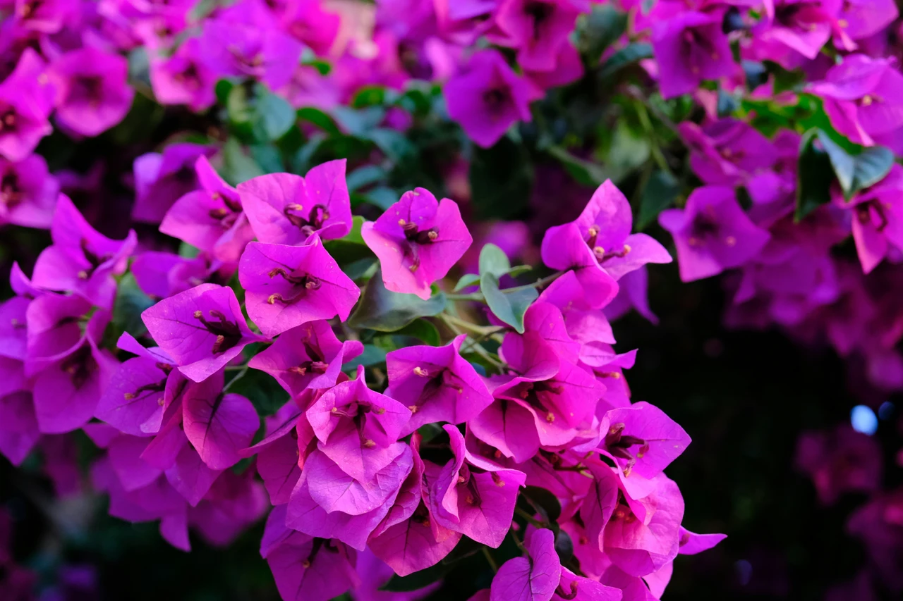 La rampicante sempre in fiore: splendida, cresce rapidamente ed è ideale anche per chi non ha il pollice verde La rampicante sempre in fiore: splendida, cresce rapidamente ed è ideale anche per chi non ha il pollice verde