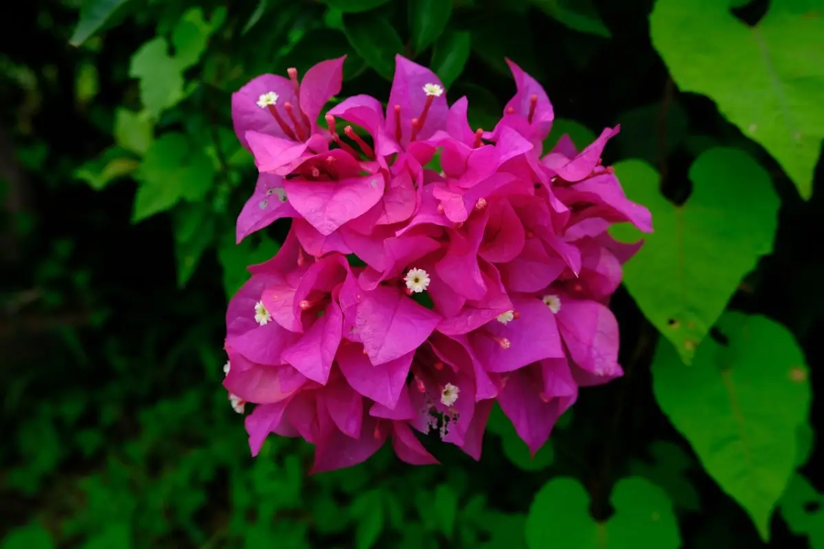 La rampicante sempre in fiore: splendida, cresce rapidamente ed è ideale anche per chi non ha il pollice verde La rampicante sempre in fiore: splendida, cresce rapidamente ed è ideale anche per chi non ha il pollice verde
