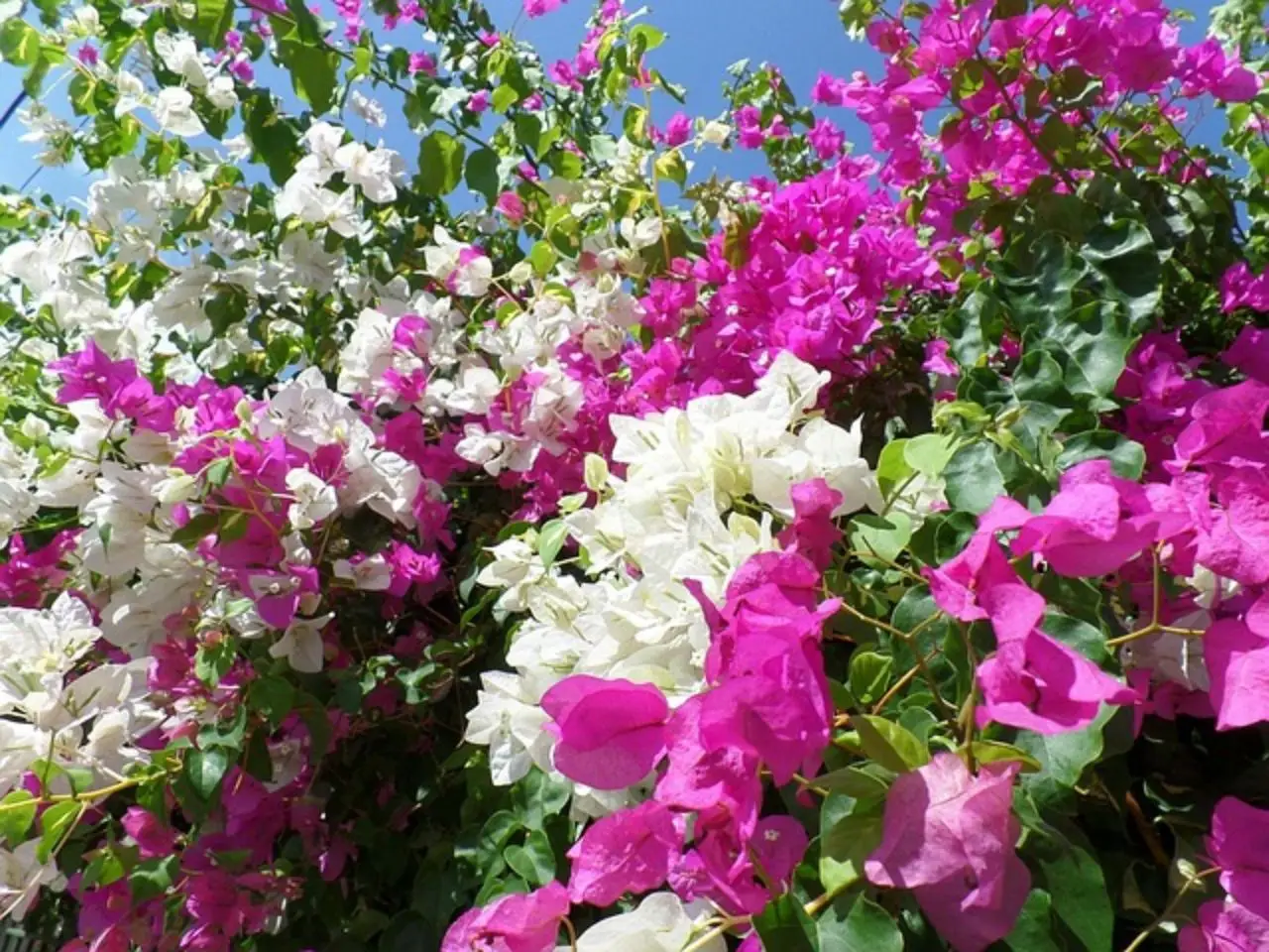 La rampicante sempre in fiore: splendida, cresce rapidamente ed è ideale anche per chi non ha il pollice verde La rampicante sempre in fiore: splendida, cresce rapidamente ed è ideale anche per chi non ha il pollice verde