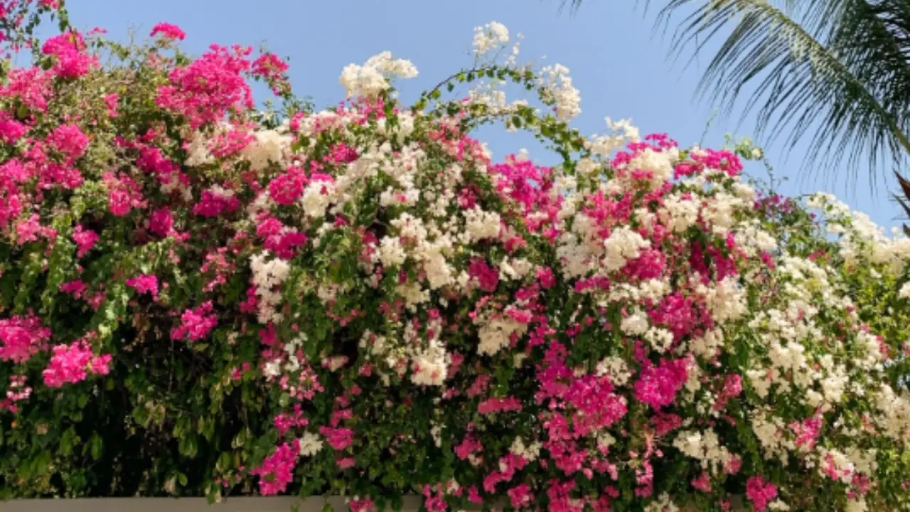 La rampicante sempre in fiore: splendida, cresce rapidamente ed è ideale anche per chi non ha il pollice verde La rampicante sempre in fiore: splendida, cresce rapidamente ed è ideale anche per chi non ha il pollice verde