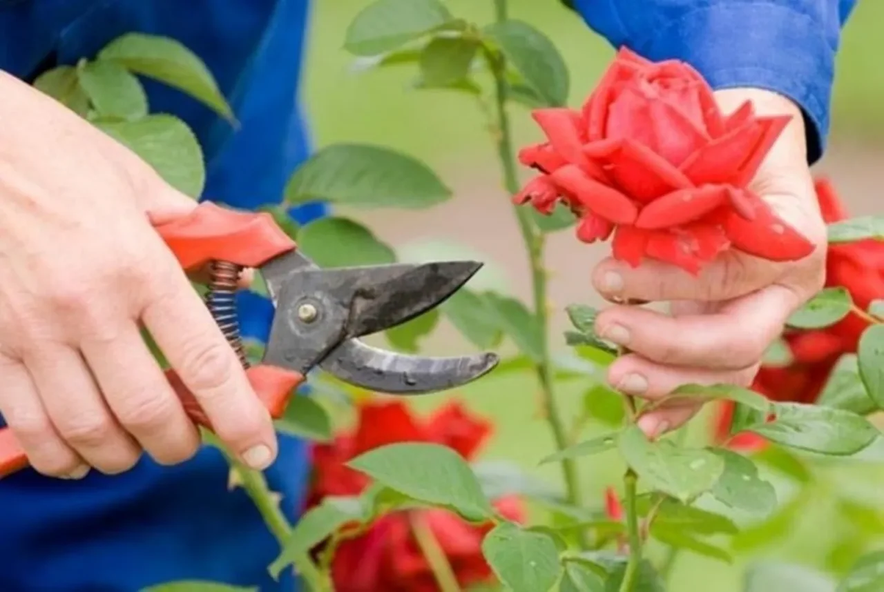 Il metodo infallibile di potatura per mantenere le rose sempre rigogliose Il metodo infallibile di potatura per mantenere le rose sempre rigogliose