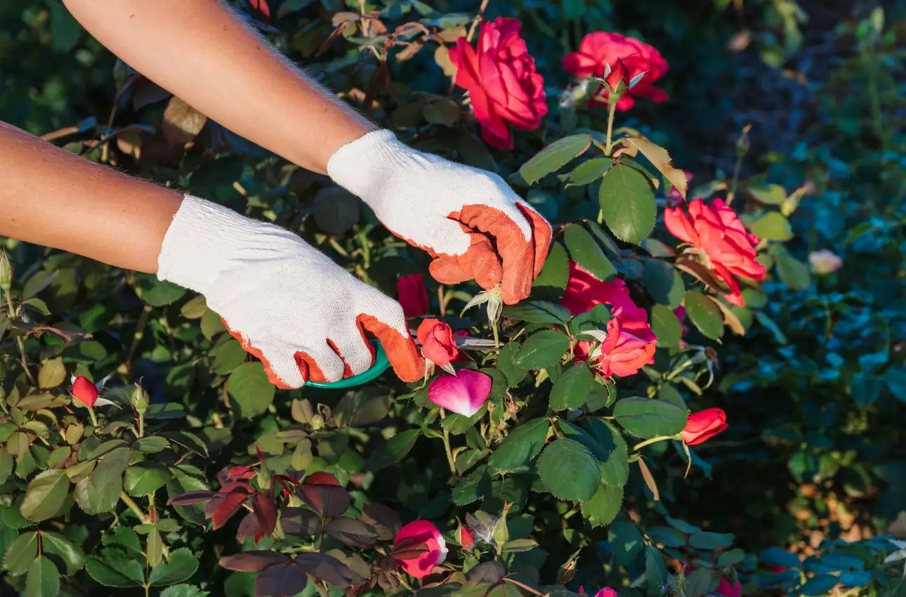 Il metodo infallibile di potatura per mantenere le rose sempre rigogliose Il metodo infallibile di potatura per mantenere le rose sempre rigogliose