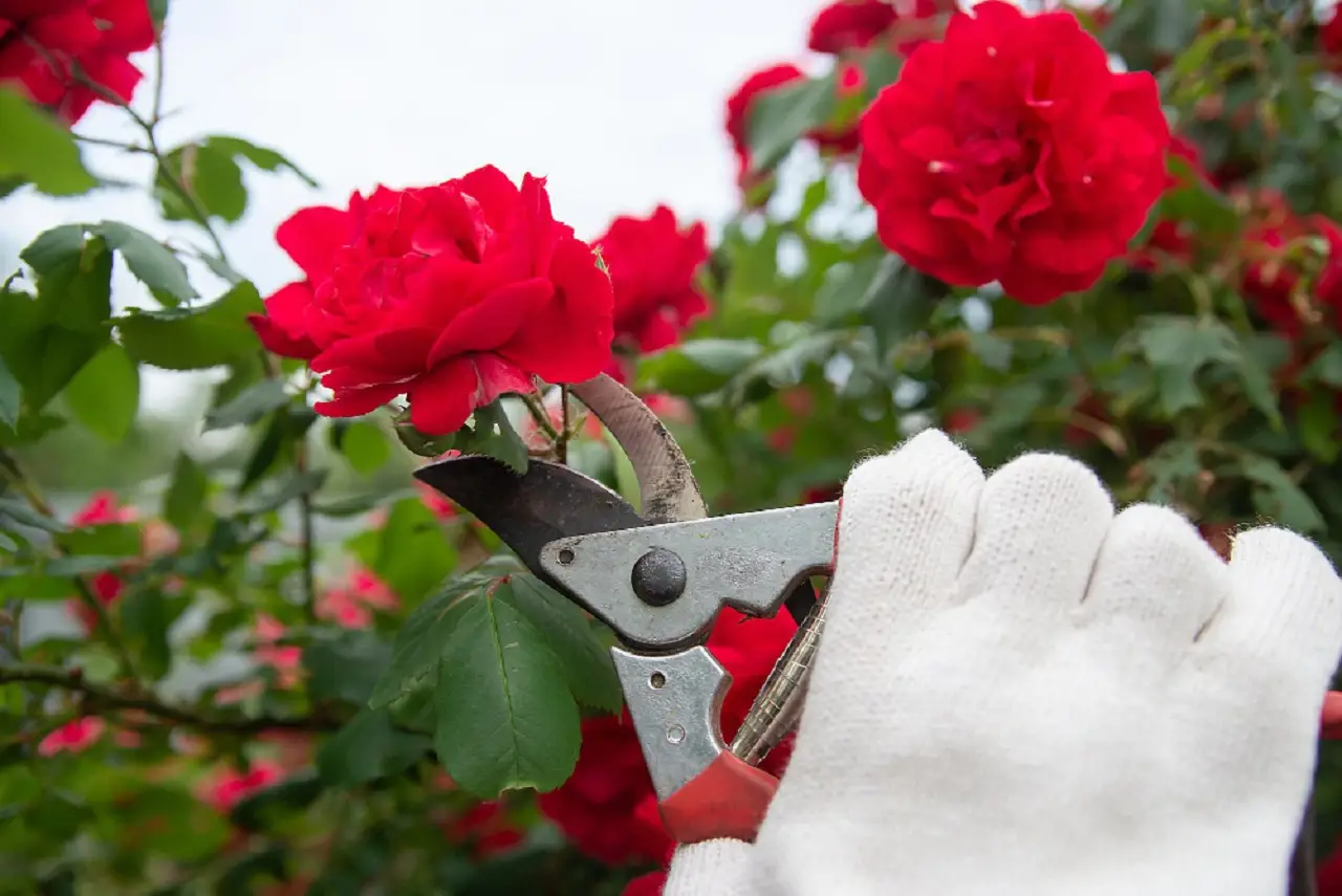 Il metodo infallibile di potatura per mantenere le rose sempre rigogliose Il metodo infallibile di potatura per mantenere le rose sempre rigogliose