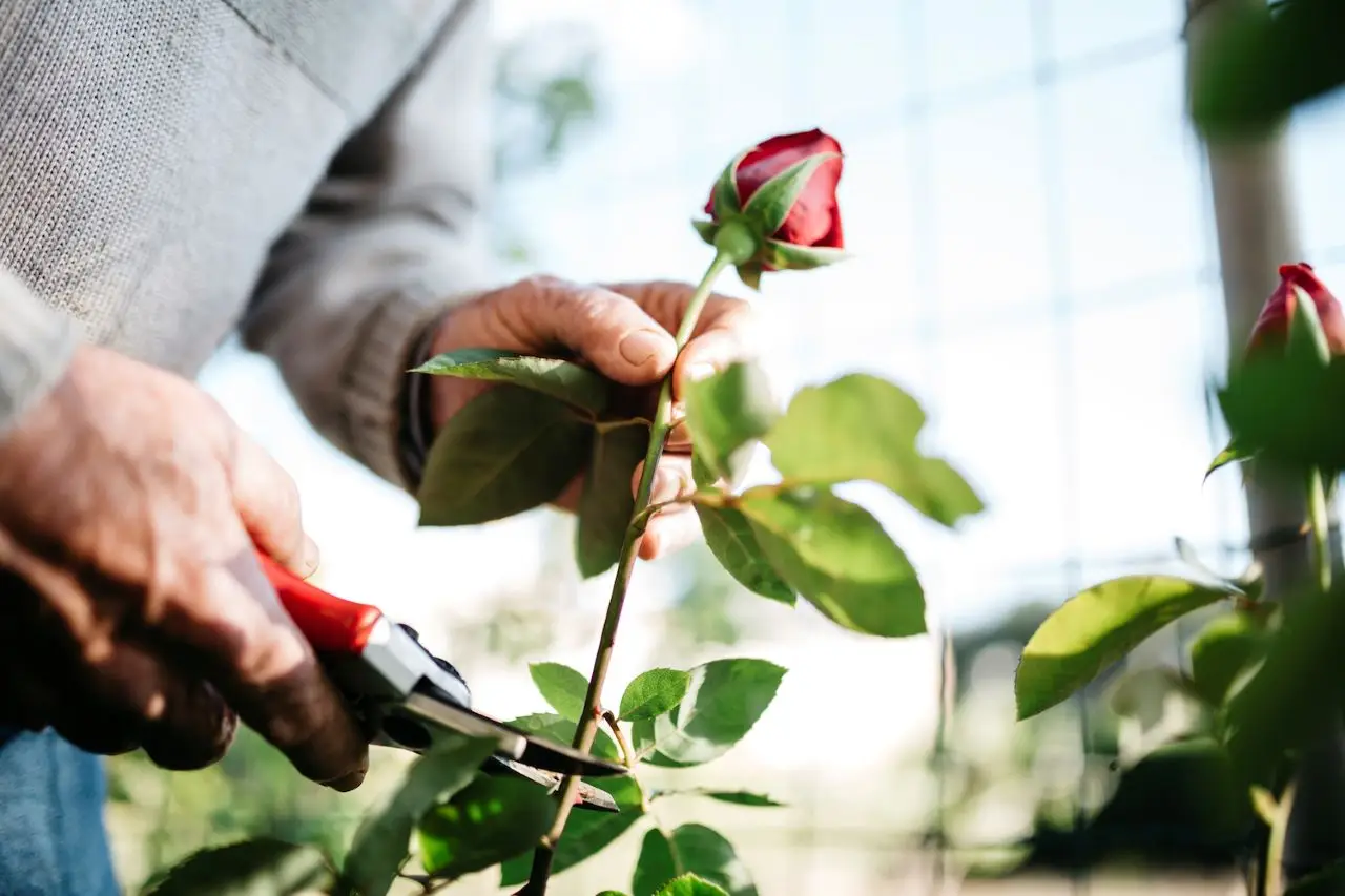 Il metodo infallibile di potatura per mantenere le rose sempre rigogliose Il metodo infallibile di potatura per mantenere le rose sempre rigogliose