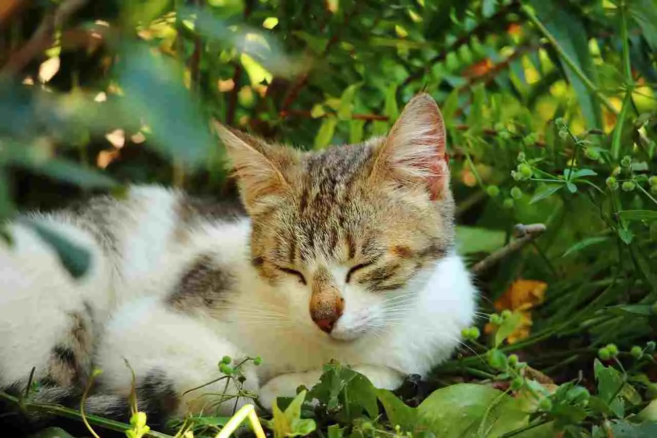 Il trucco per far entrare il gatto nel trasportino senza stress: ecco cosa consigliano i veterinari Il trucco per far entrare il gatto nel trasportino senza stress: ecco cosa consigliano i veterinari