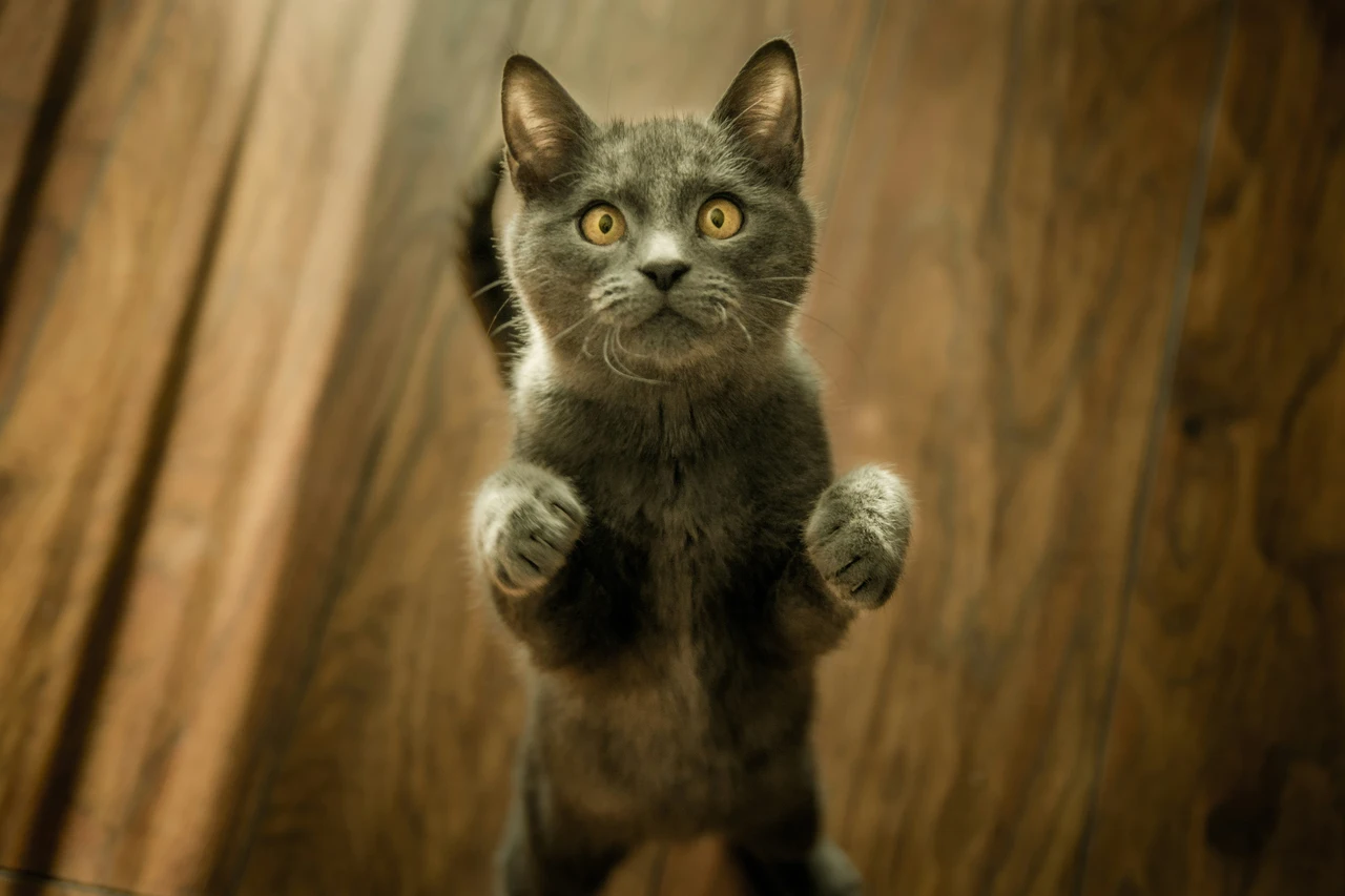 Come capire se il tuo gatto è stressato: i segnali che spesso ignoriamo Come capire se il tuo gatto è stressato: i segnali che spesso ignoriamo