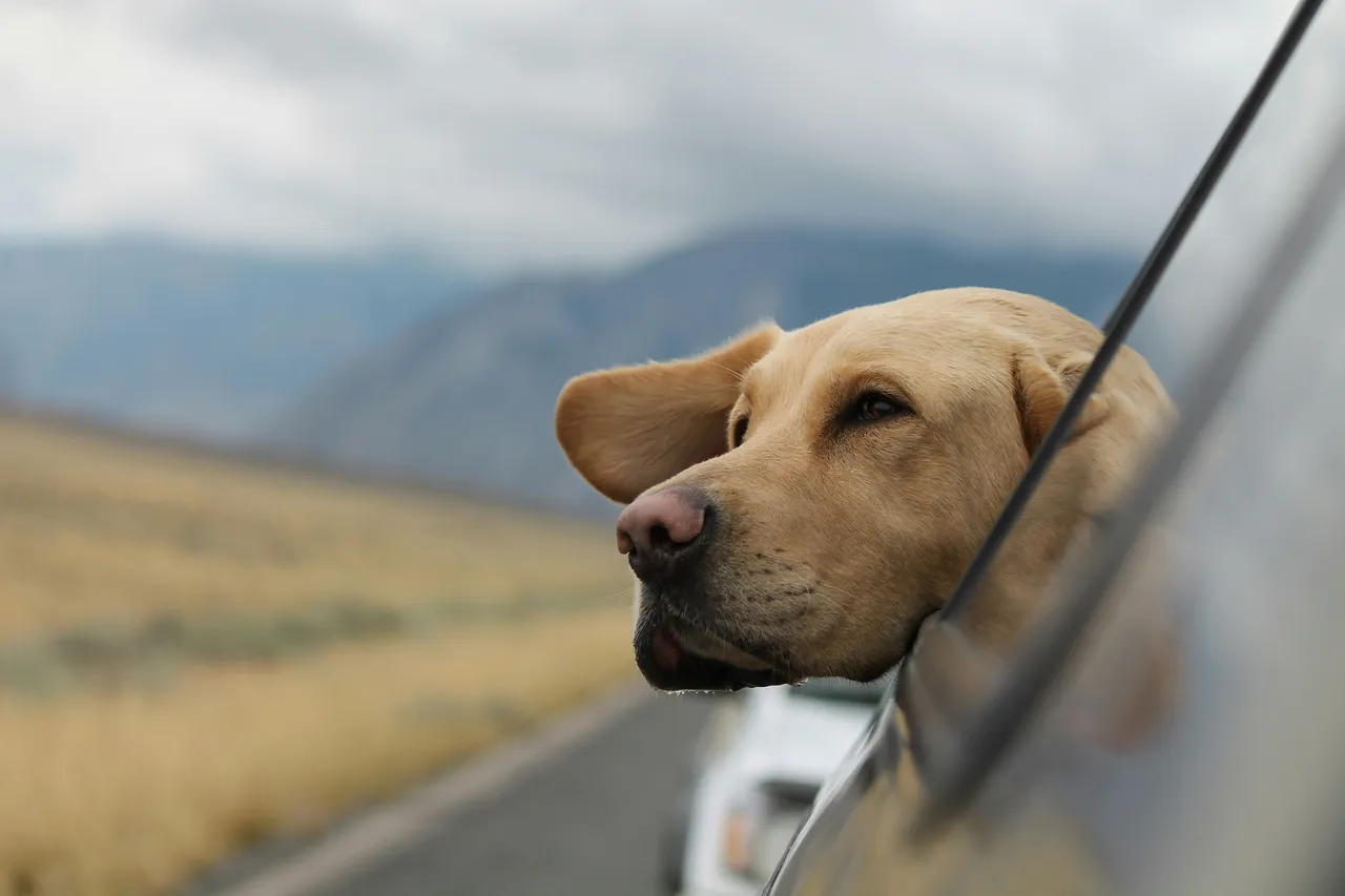 5 errori da non fare con il cane durante i viaggi lunghi in auto 5 errori da non fare con il cane durante i viaggi lunghi in auto