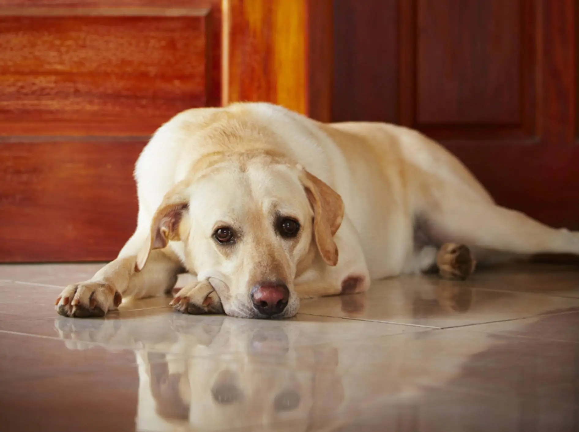 5 errori da non fare con il cane durante i viaggi lunghi in auto 5 errori da non fare con il cane durante i viaggi lunghi in auto