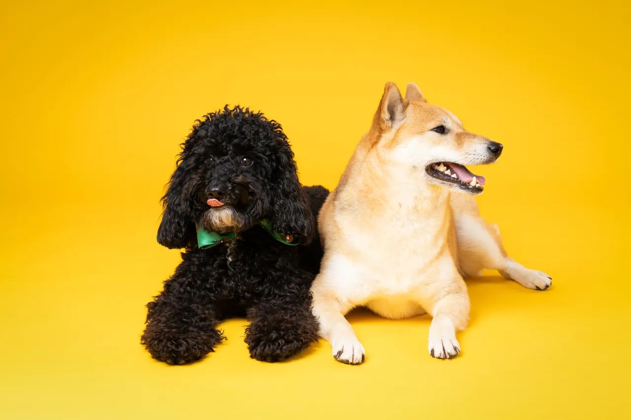 5 errori da non fare con il cane durante i viaggi lunghi in auto 5 errori da non fare con il cane durante i viaggi lunghi in auto