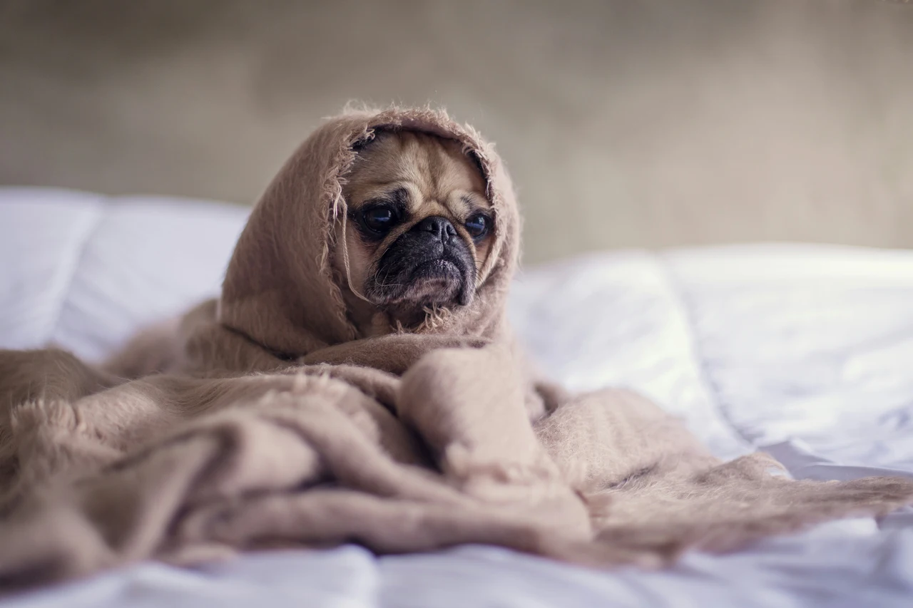 Come creare un angolo relax in casa per il tuo animale domestico: idee e consigli Come creare un angolo relax in casa per il tuo animale domestico: idee e consigli