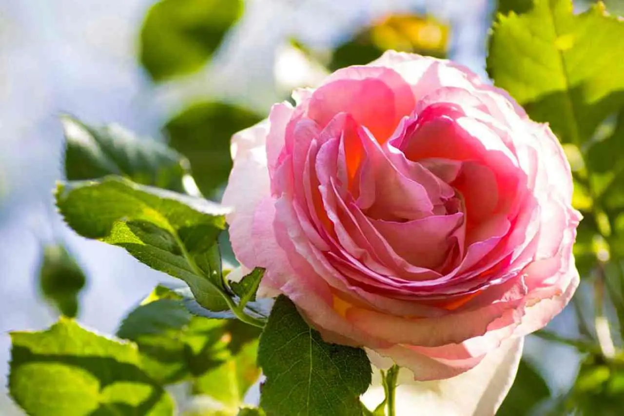 Come eliminare i pidocchi delle rose senza usare pesticidi chimici Come eliminare i pidocchi delle rose senza usare pesticidi chimici