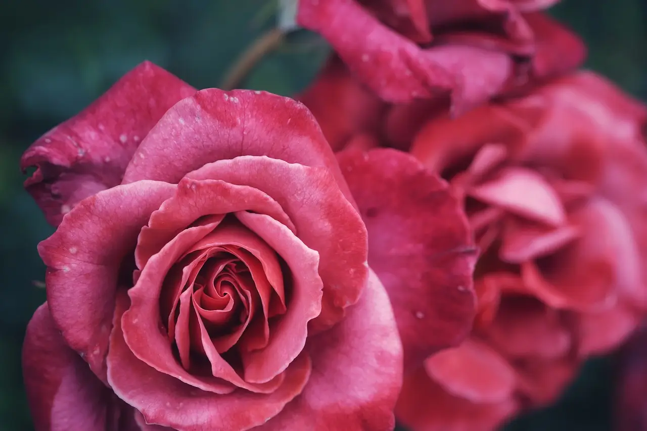 Come eliminare i pidocchi delle rose senza usare pesticidi chimici Come eliminare i pidocchi delle rose senza usare pesticidi chimici