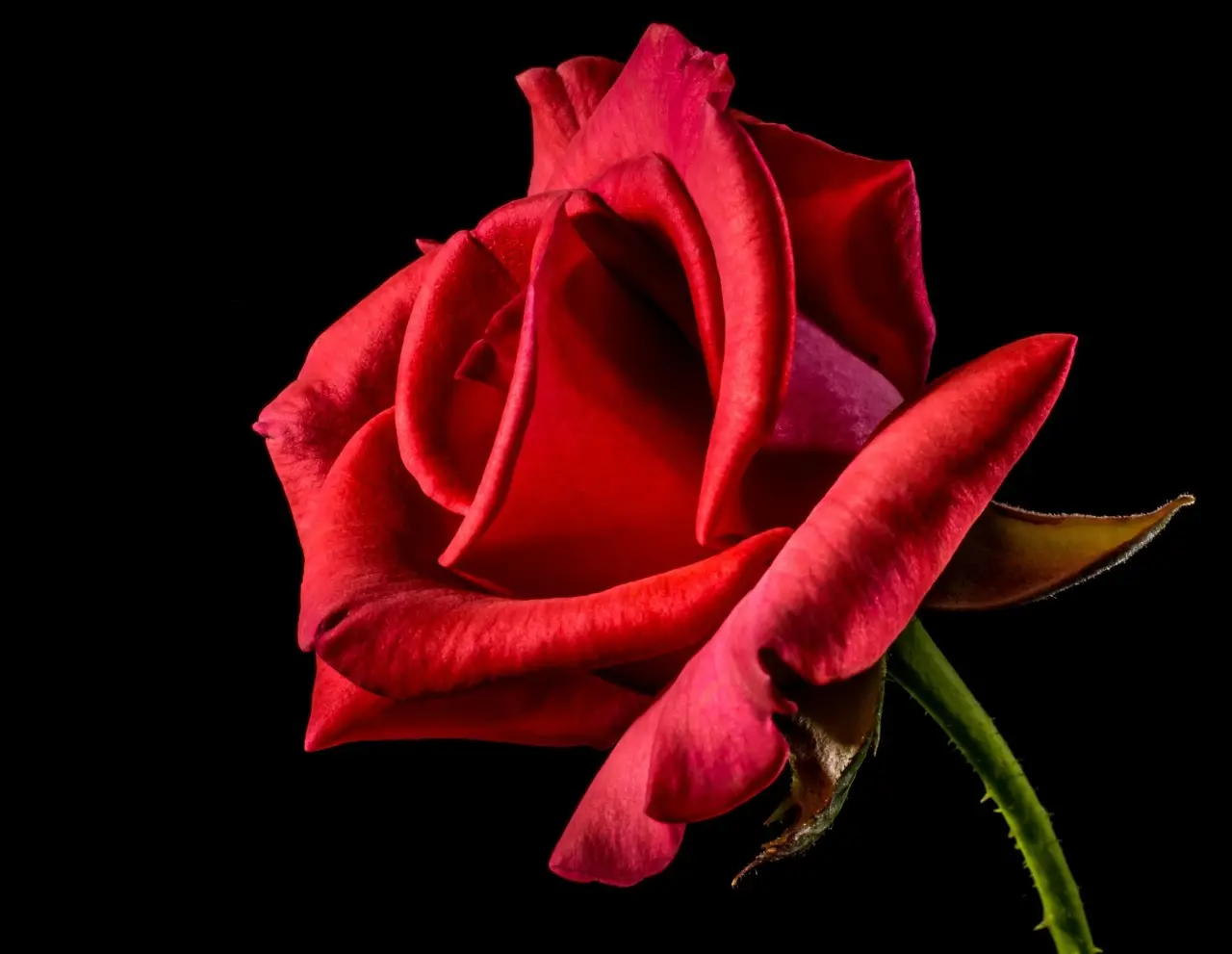 Come eliminare i pidocchi delle rose senza usare pesticidi chimici Come eliminare i pidocchi delle rose senza usare pesticidi chimici