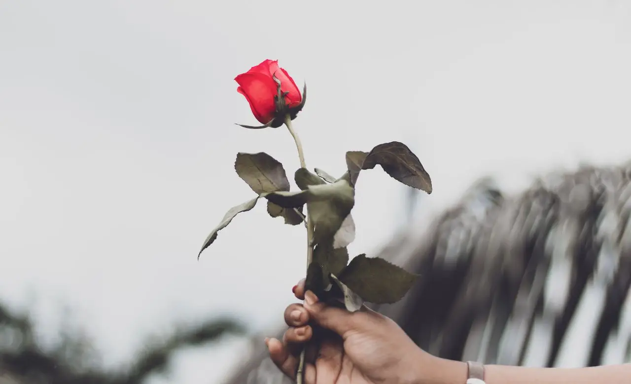 Come eliminare i pidocchi delle rose senza usare pesticidi chimici Come eliminare i pidocchi delle rose senza usare pesticidi chimici