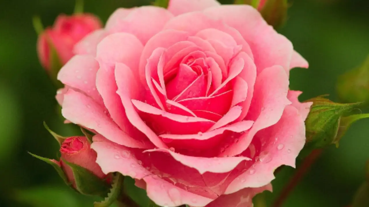 Come eliminare i pidocchi delle rose senza usare pesticidi chimici Come eliminare i pidocchi delle rose senza usare pesticidi chimici