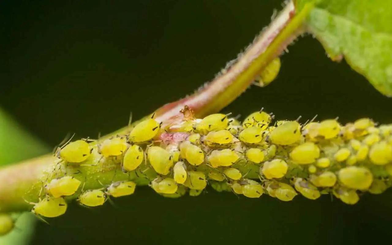 Il rimedio naturale per proteggere le piante da balcone dagli afidi verdi Il rimedio naturale per proteggere le piante da balcone dagli afidi verdi