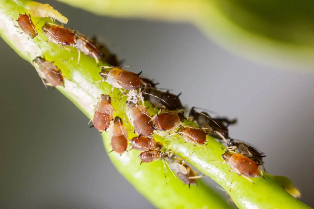 Il rimedio naturale per proteggere le piante da balcone dagli afidi verdi Il rimedio naturale per proteggere le piante da balcone dagli afidi verdi