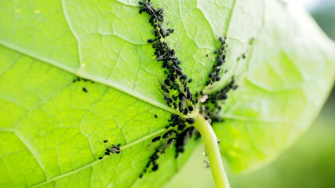 Il rimedio naturale per proteggere le piante da balcone dagli afidi verdi Il rimedio naturale per proteggere le piante da balcone dagli afidi verdi