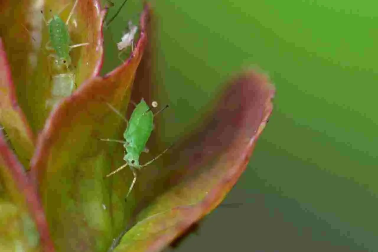 Il rimedio naturale per proteggere le piante da balcone dagli afidi verdi Il rimedio naturale per proteggere le piante da balcone dagli afidi verdi