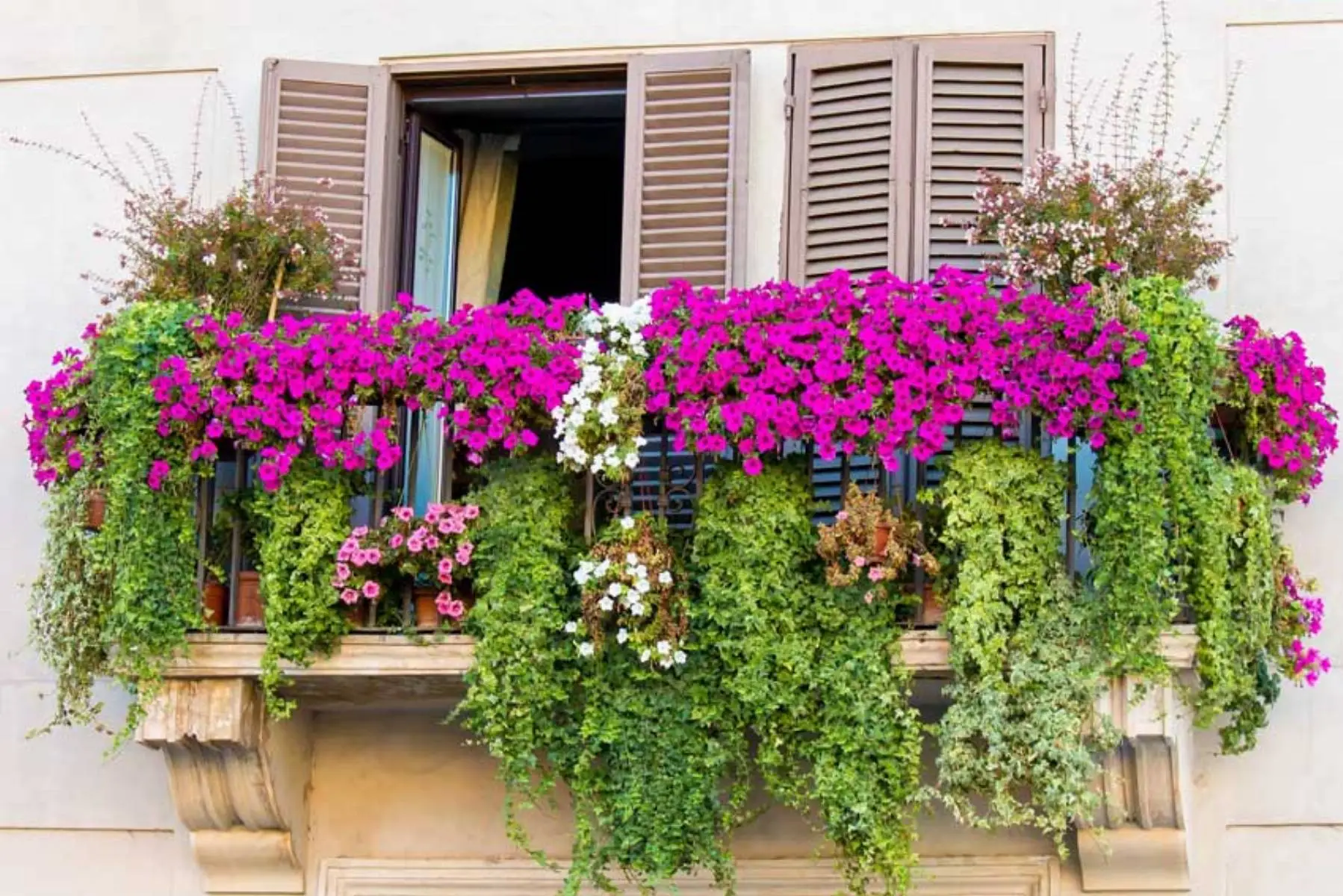 Come riconoscere i parassiti più comuni sulle piante da terrazzo e come eliminarli Come riconoscere i parassiti più comuni sulle piante da terrazzo e come eliminarli