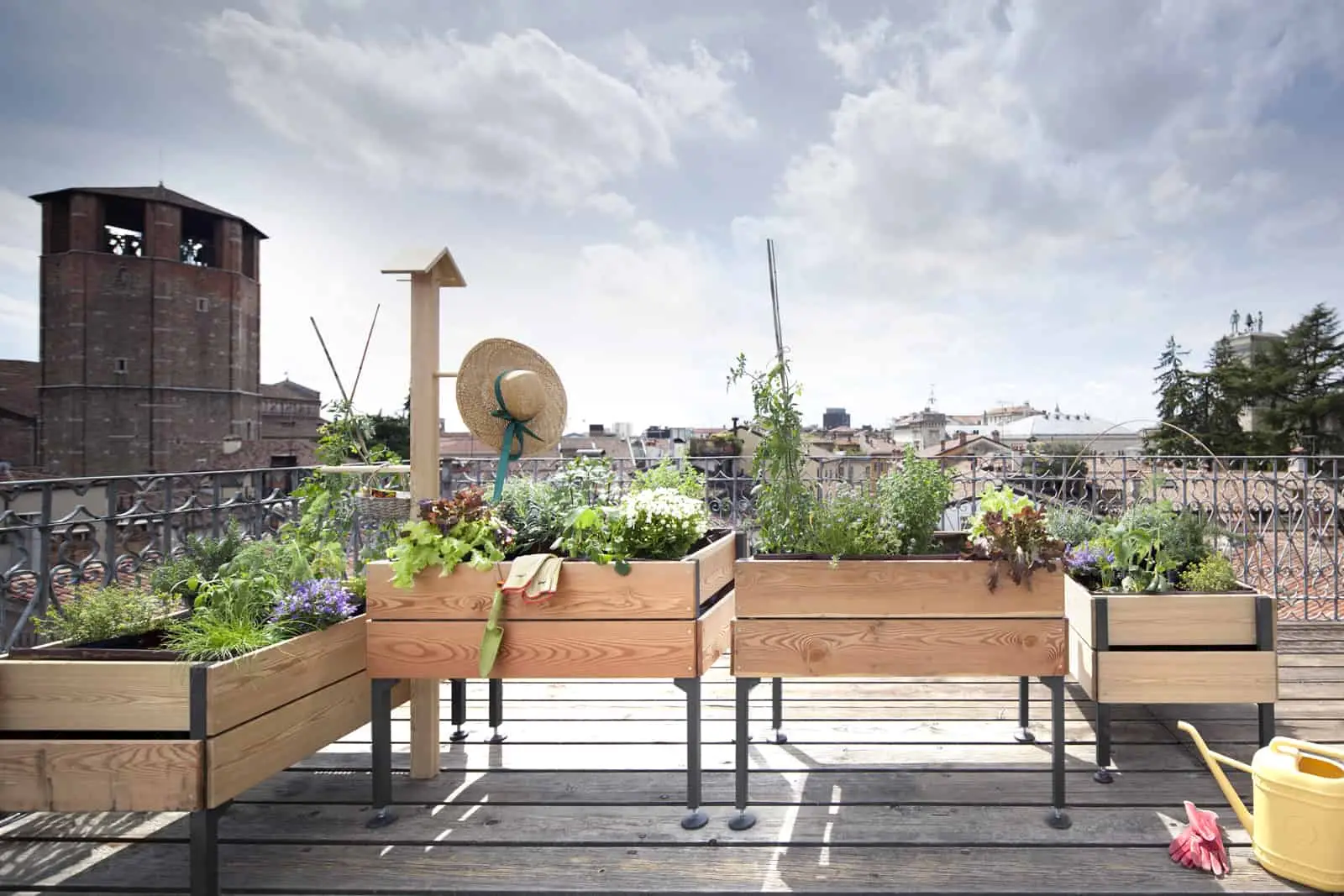 Come riconoscere i parassiti più comuni sulle piante da terrazzo e come eliminarli Come riconoscere i parassiti più comuni sulle piante da terrazzo e come eliminarli