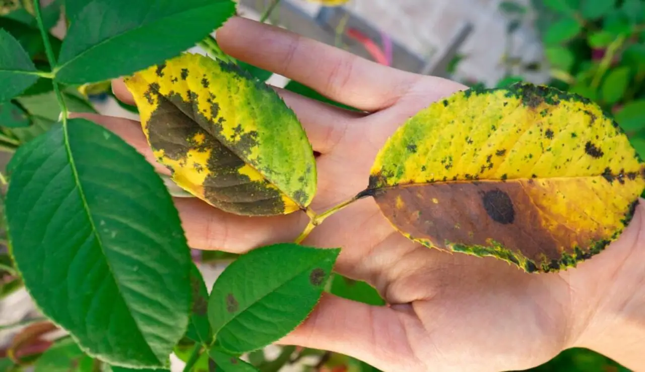 Attenzione a queste foglie arricciate: segnale che la pianta è infestata Attenzione a queste foglie arricciate: segnale che la pianta è infestata
