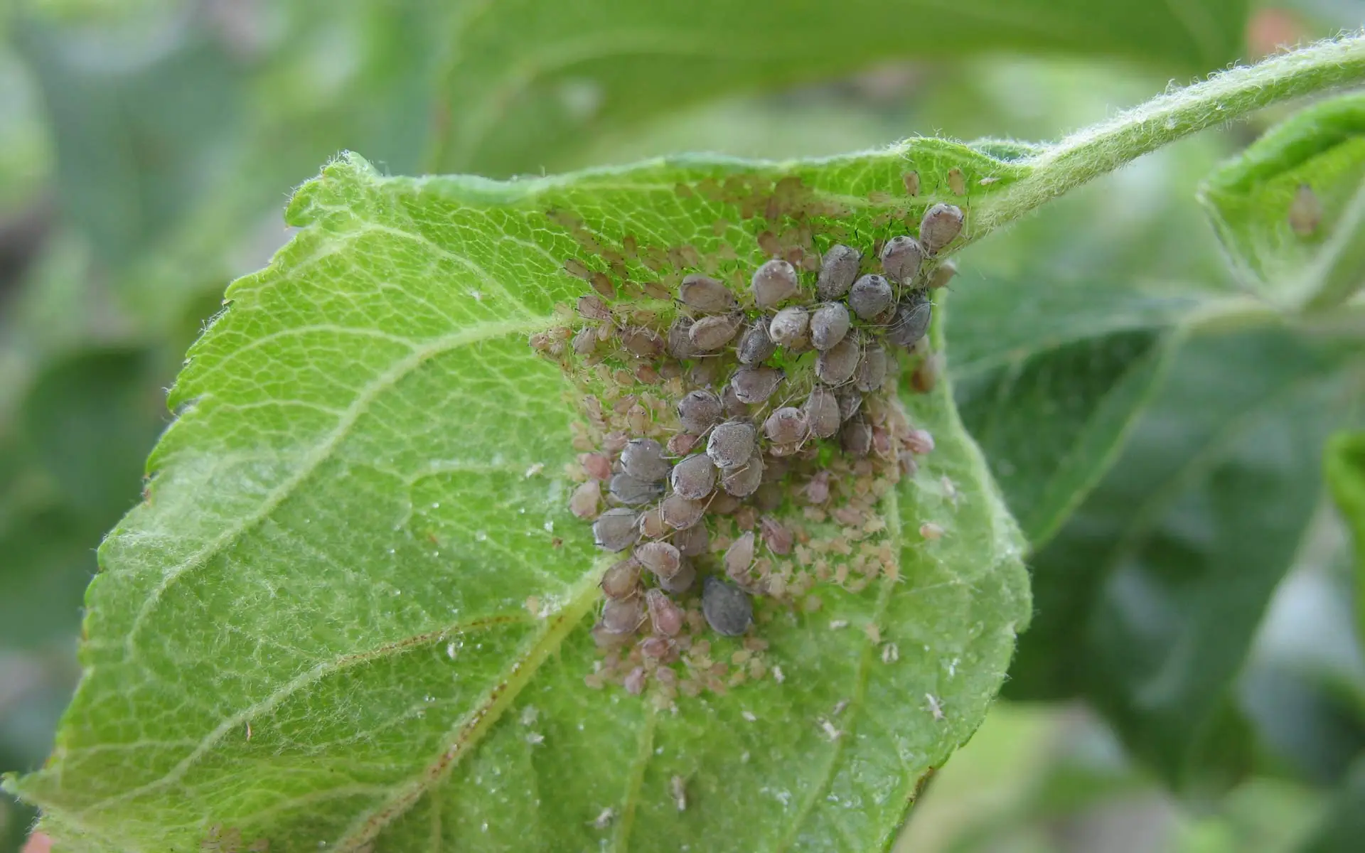 Il trucco per rinvigorire una pianta infestata senza sostanze tossiche Il trucco per rinvigorire una pianta infestata senza sostanze tossiche