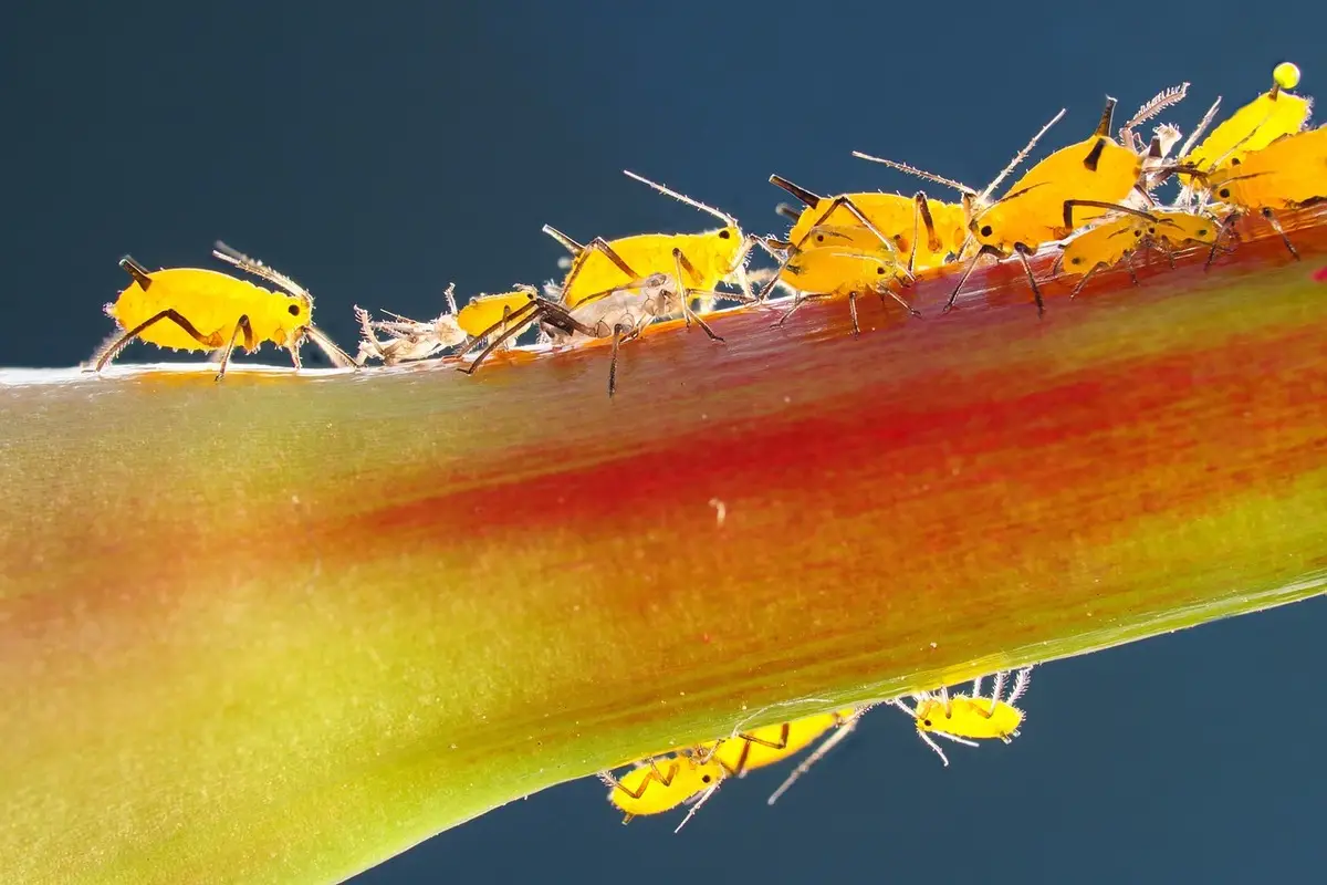 Il trucco per rinvigorire una pianta infestata senza sostanze tossiche Il trucco per rinvigorire una pianta infestata senza sostanze tossiche