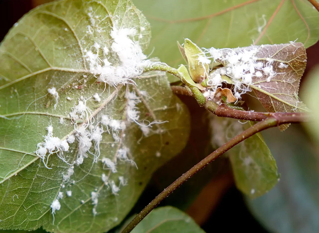 Piante aromatiche che respingono afidi e pidocchi: ecco quali coltivare Piante aromatiche che respingono afidi e pidocchi: ecco quali coltivare
