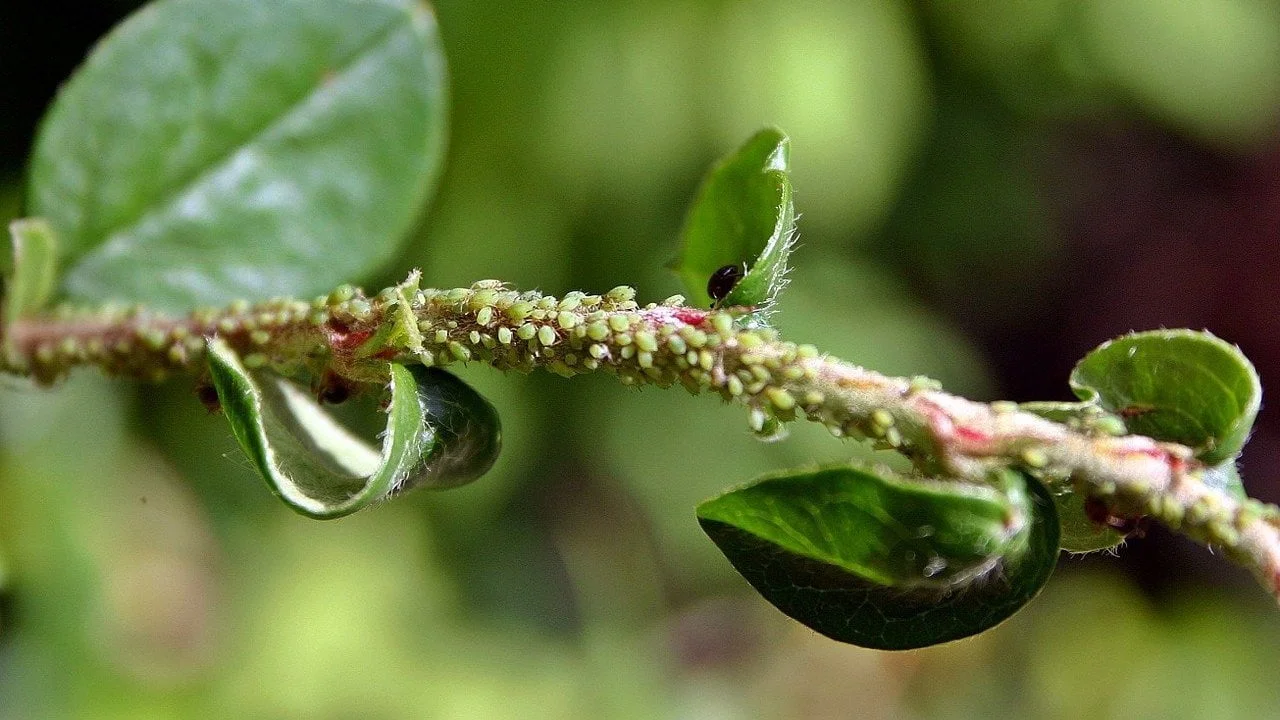 Piante aromatiche che respingono afidi e pidocchi: ecco quali coltivare Piante aromatiche che respingono afidi e pidocchi: ecco quali coltivare