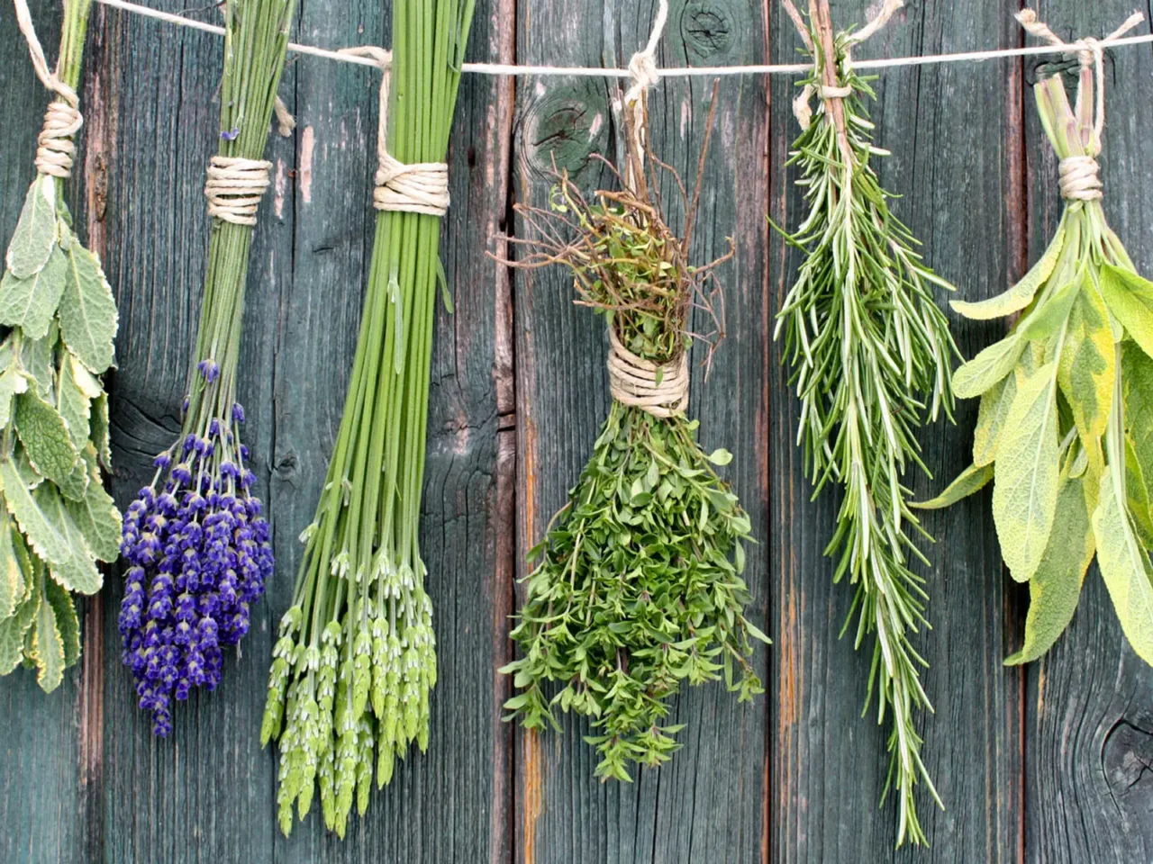 Piante aromatiche che respingono afidi e pidocchi: ecco quali coltivare Piante aromatiche che respingono afidi e pidocchi: ecco quali coltivare