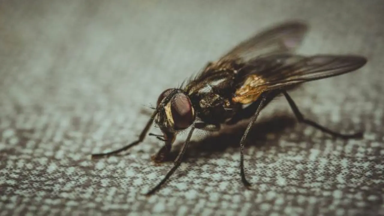 Come usare l’aglio per tenere lontani gli insetti dalle piante Come usare l’aglio per tenere lontani gli insetti dalle piante