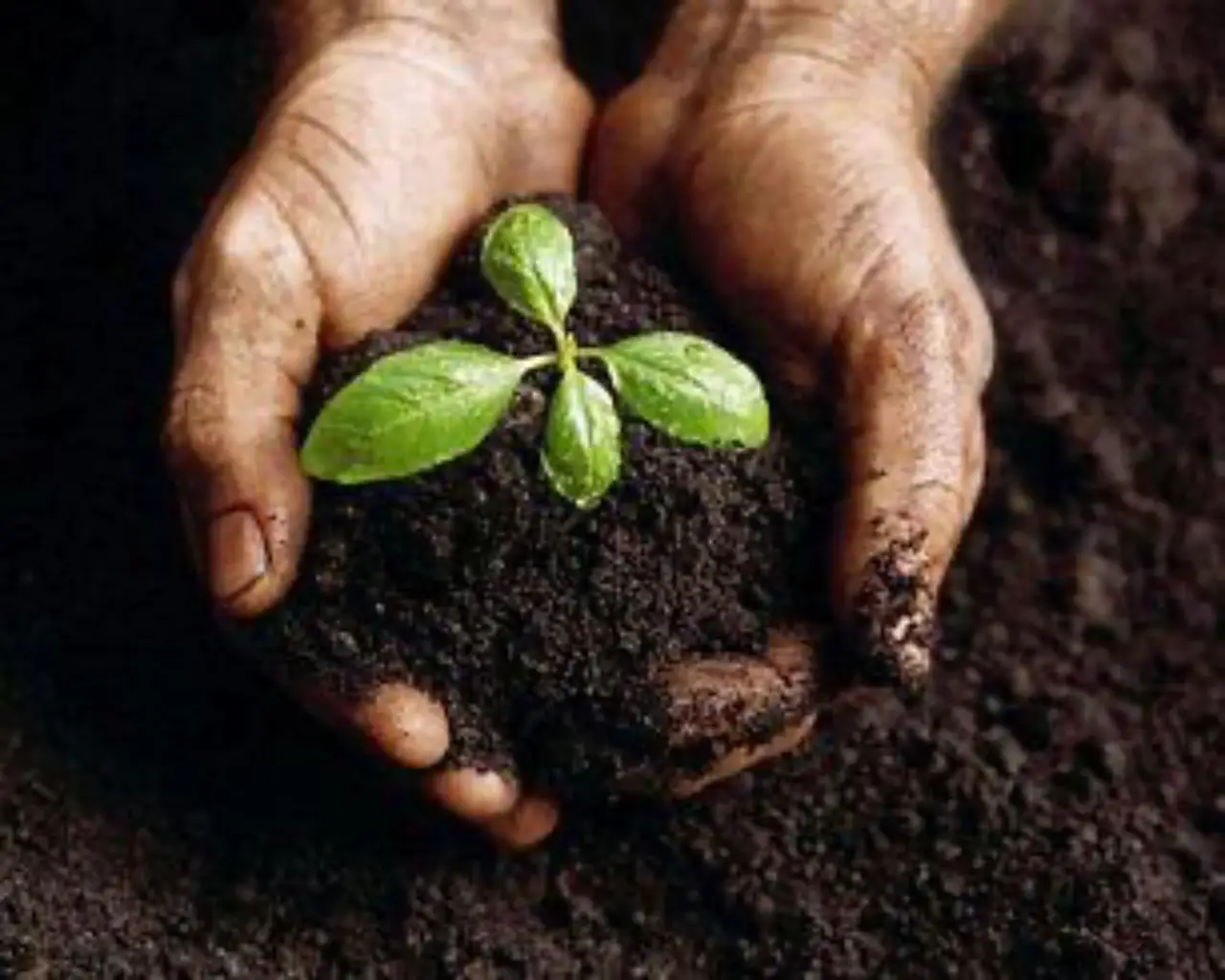 Cosa mettere nel terriccio per rinforzare le difese delle piante contro i parassiti Cosa mettere nel terriccio per rinforzare le difese delle piante contro i parassiti