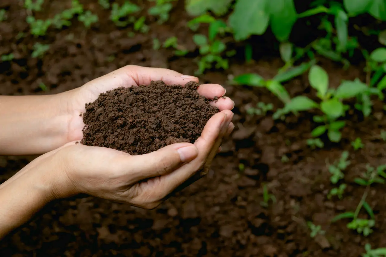 Cosa mettere nel terriccio per rinforzare le difese delle piante contro i parassiti Cosa mettere nel terriccio per rinforzare le difese delle piante contro i parassiti