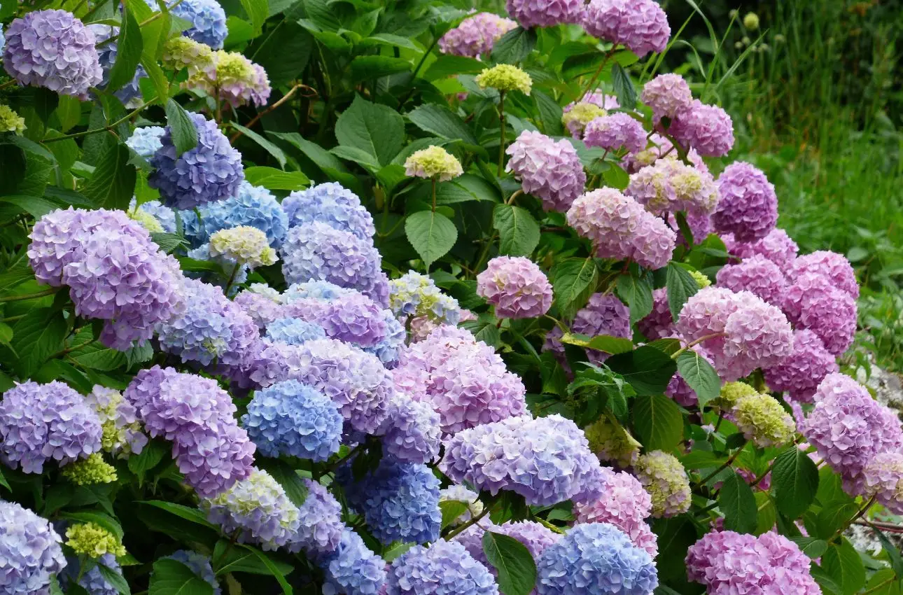 Afidi sulle ortensie: ecco il trattamento naturale consigliato dai vivaisti Afidi sulle ortensie: ecco il trattamento naturale consigliato dai vivaisti