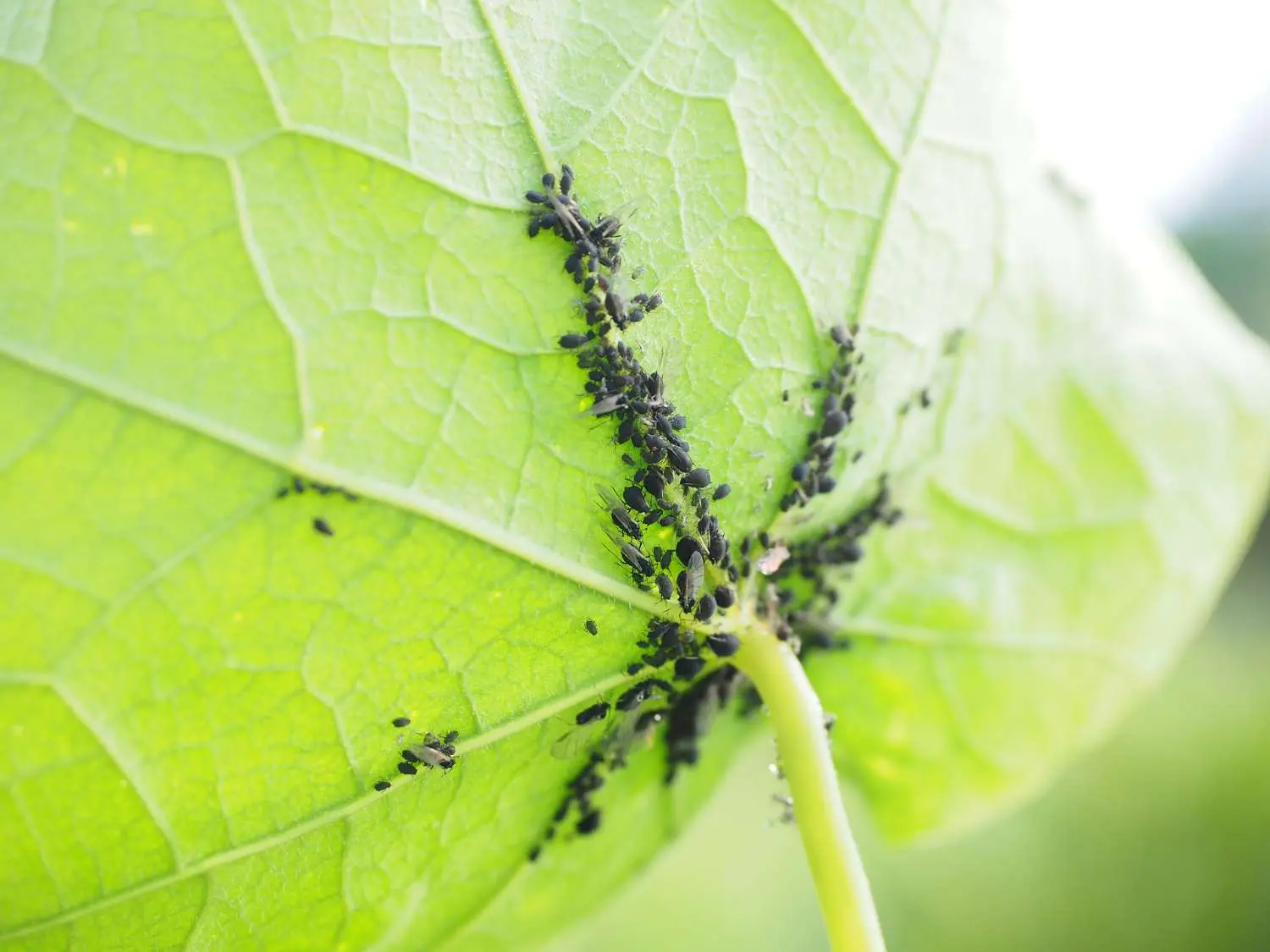 Come eliminare i parassiti verdi dai gerani: il rimedio più efficace Come eliminare i parassiti verdi dai gerani: il rimedio più efficace