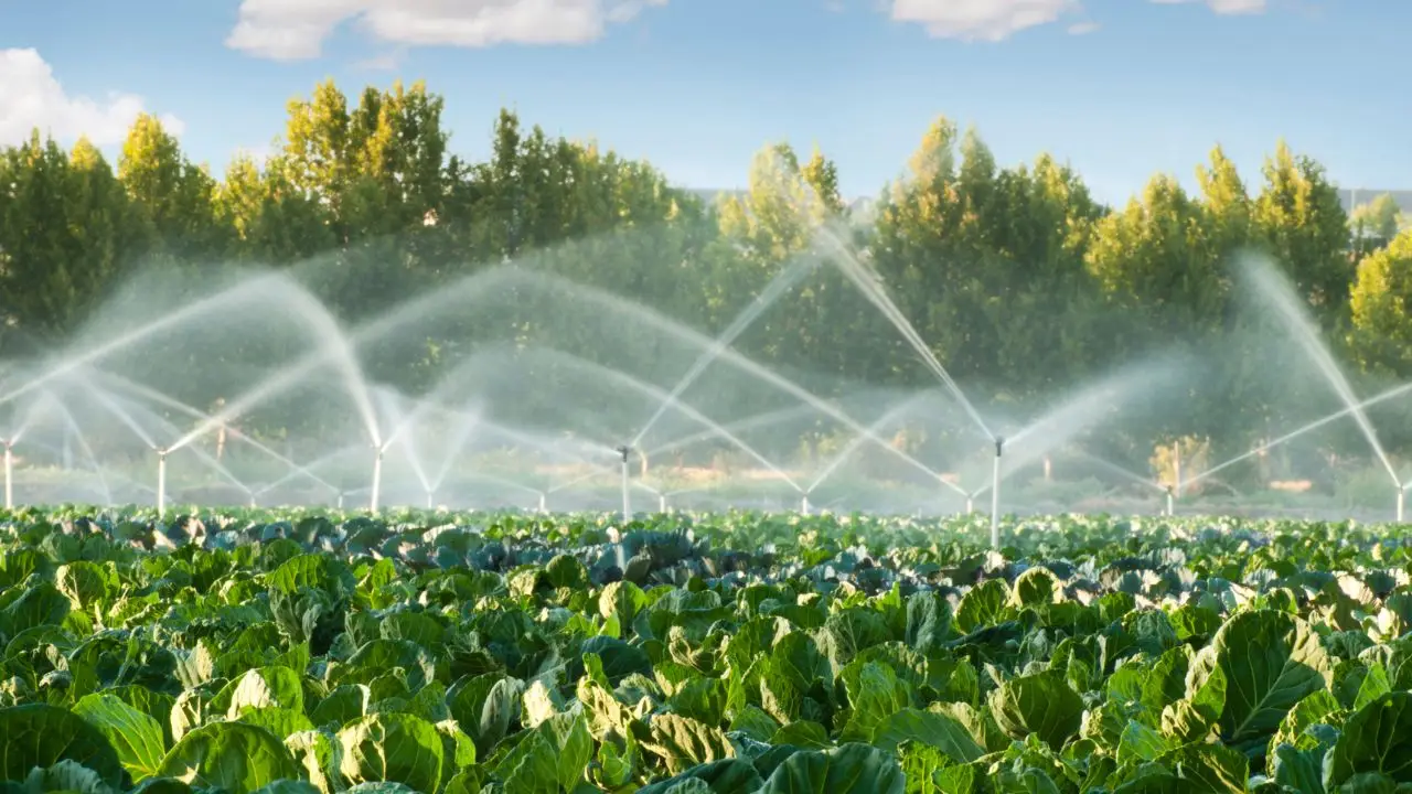 Come prevenire la comparsa di insetti sulle foglie dopo l’irrigazione Come prevenire la comparsa di insetti sulle foglie dopo l’irrigazione