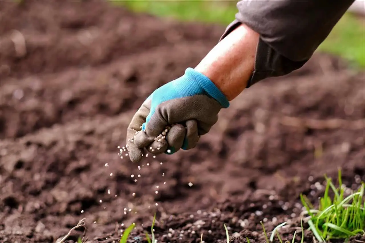 Come fare un concime naturale che rafforza le piante e le rende meno attaccabili Come fare un concime naturale che rafforza le piante e le rende meno attaccabili