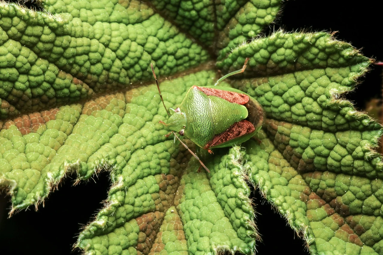 Insetti sulle piante d’appartamento: ecco il trattamento naturale più usato Insetti sulle piante d’appartamento: ecco il trattamento naturale più usato