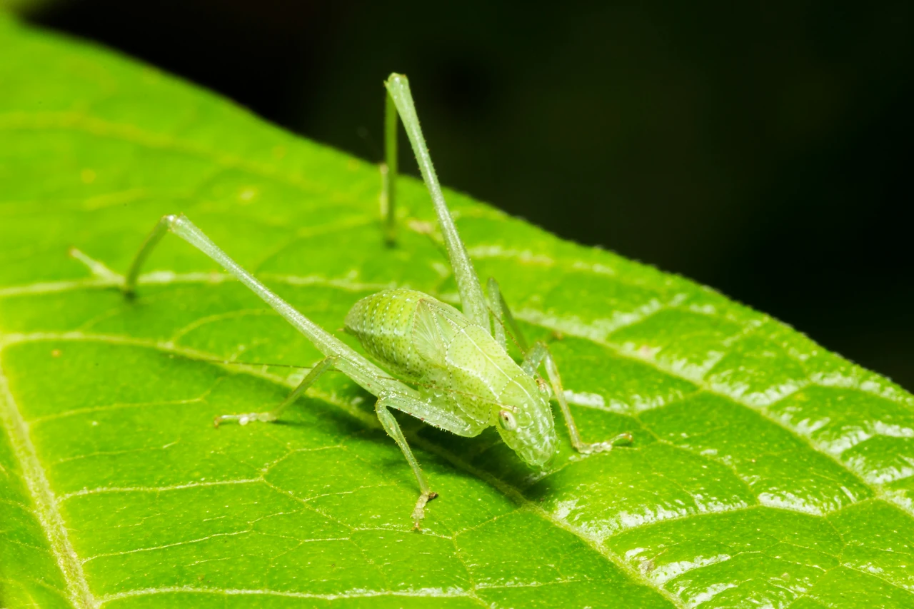 Insetti sulle piante d’appartamento: ecco il trattamento naturale più usato Insetti sulle piante d’appartamento: ecco il trattamento naturale più usato