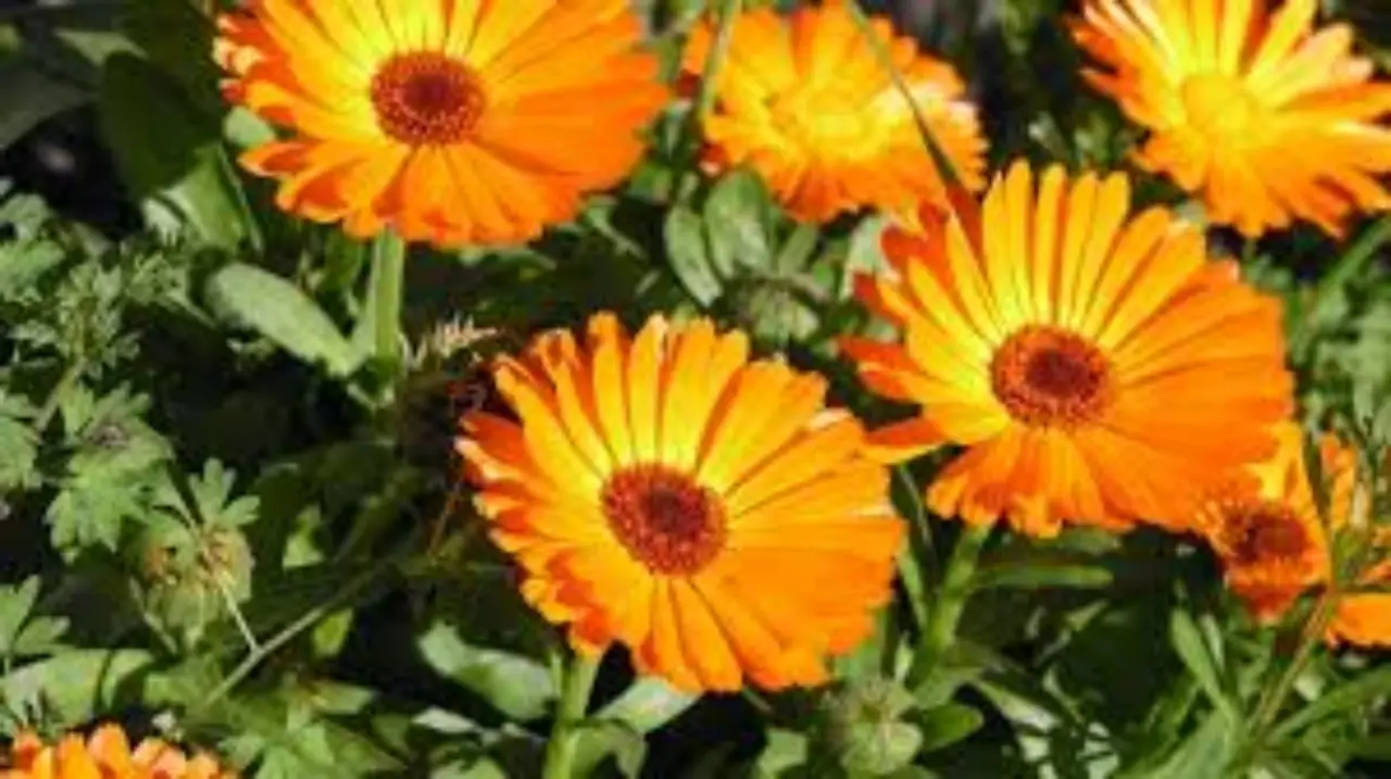 Come proteggere le radici delle piante dal caldo: la soluzione naturale degli agronomi per giugno Come proteggere le radici delle piante dal caldo: la soluzione naturale degli agronomi per giugno