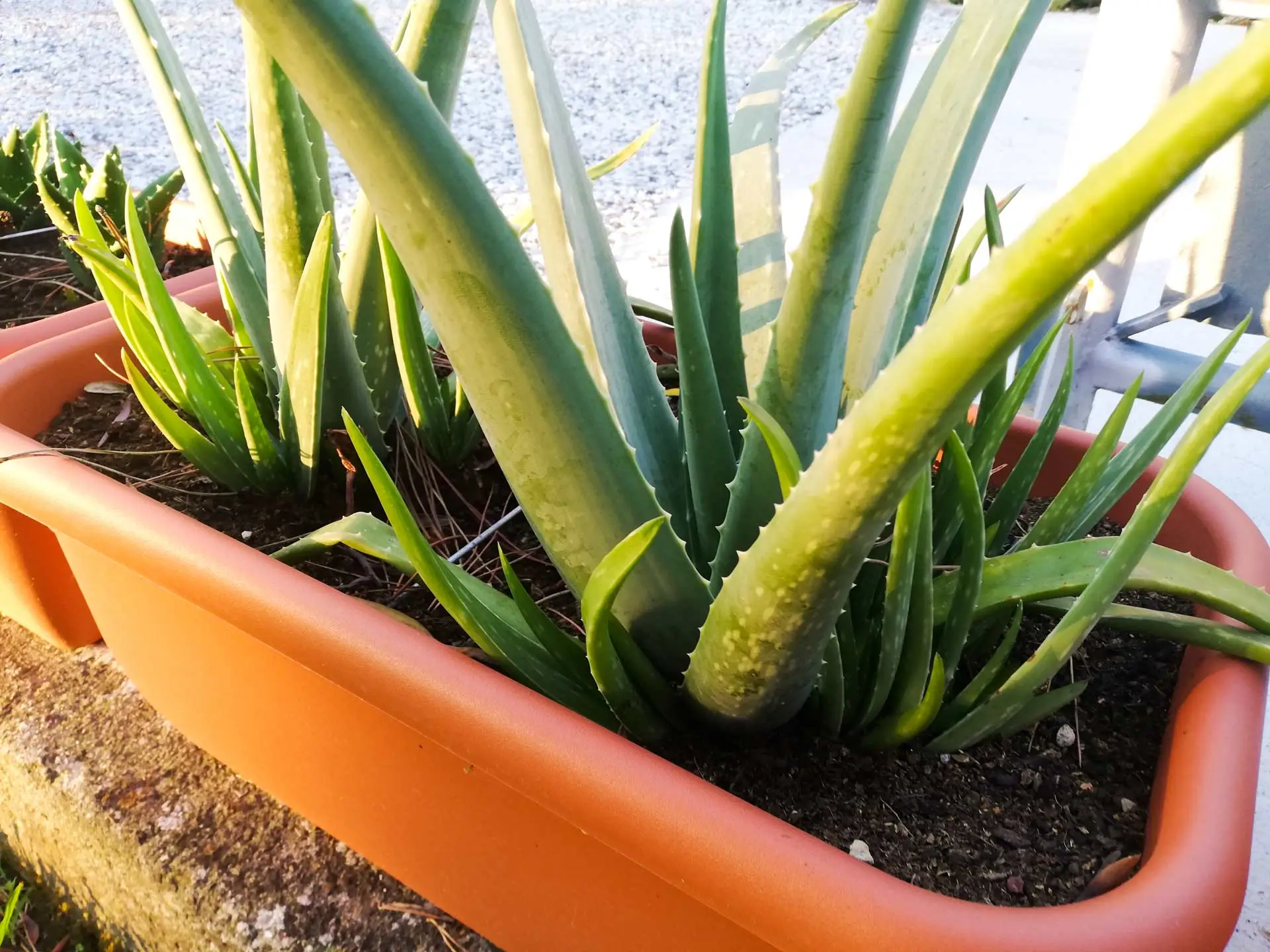Come proteggere le radici delle piante dal caldo: la soluzione naturale degli agronomi per giugno Come proteggere le radici delle piante dal caldo: la soluzione naturale degli agronomi per giugno