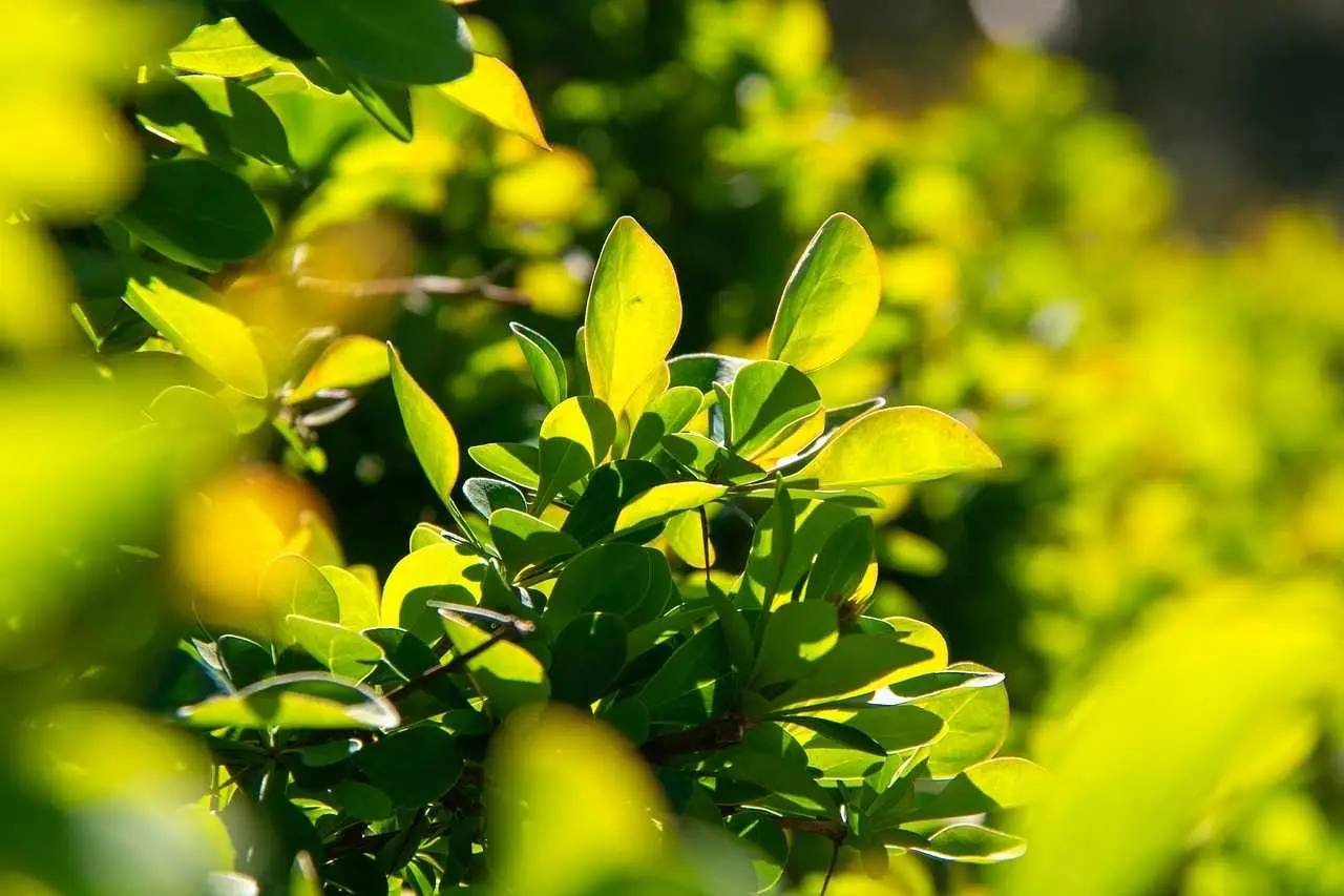Come proteggere le radici delle piante dal caldo: la soluzione naturale degli agronomi per giugno Come proteggere le radici delle piante dal caldo: la soluzione naturale degli agronomi per giugno